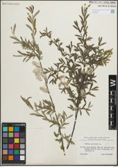 Foto von Salix purpurea L.